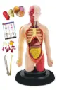 EASTCOLIGHT Professionele menselijke torso set